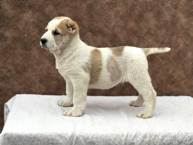 Central Asian Shepherd puppies
