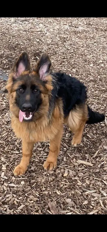 LC Black & Red WGSL puppies