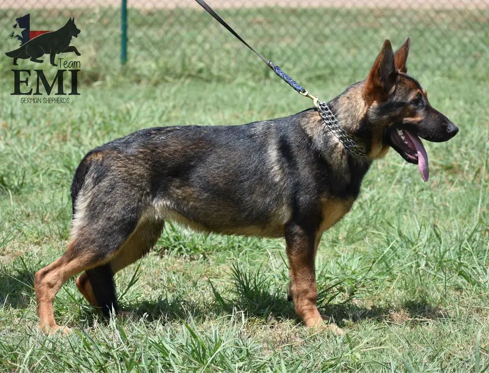 working line german shepherd female for sale.