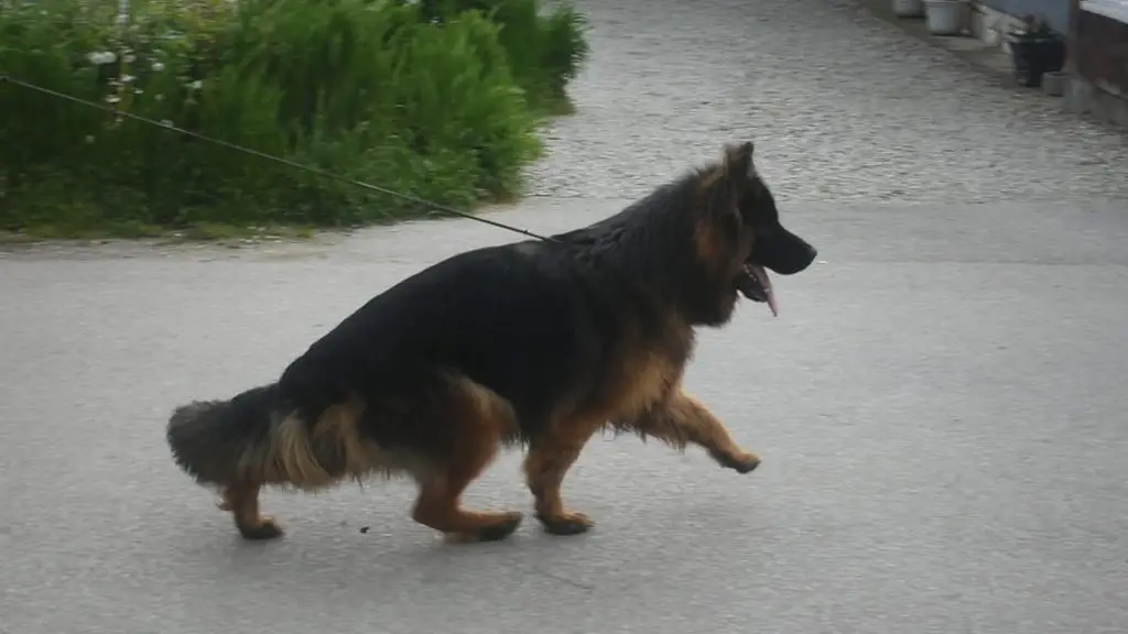 Longhair male
