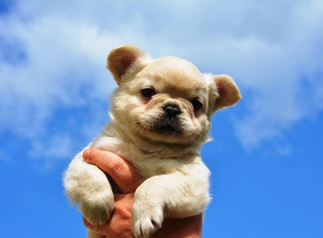 French bulldog fluffy