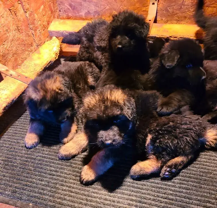 LONG COAT AKC GRRMAN SHEPHERD PUPPIES