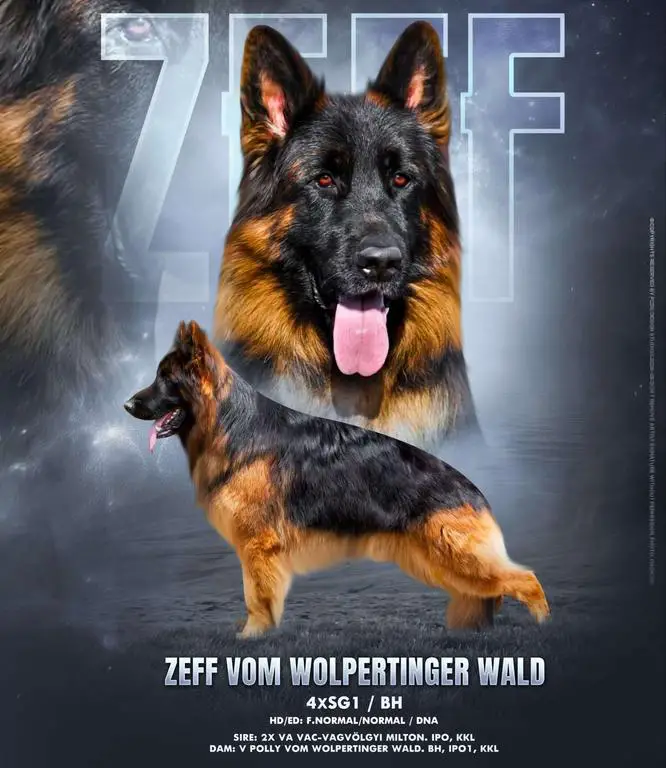 Bulgaria Champion for 2022 ( long coat male )