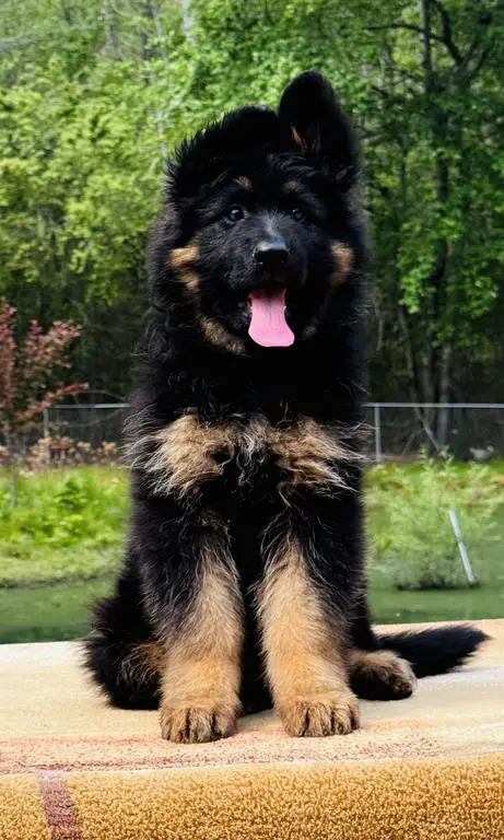 Black & Red 10 weeks old Female
