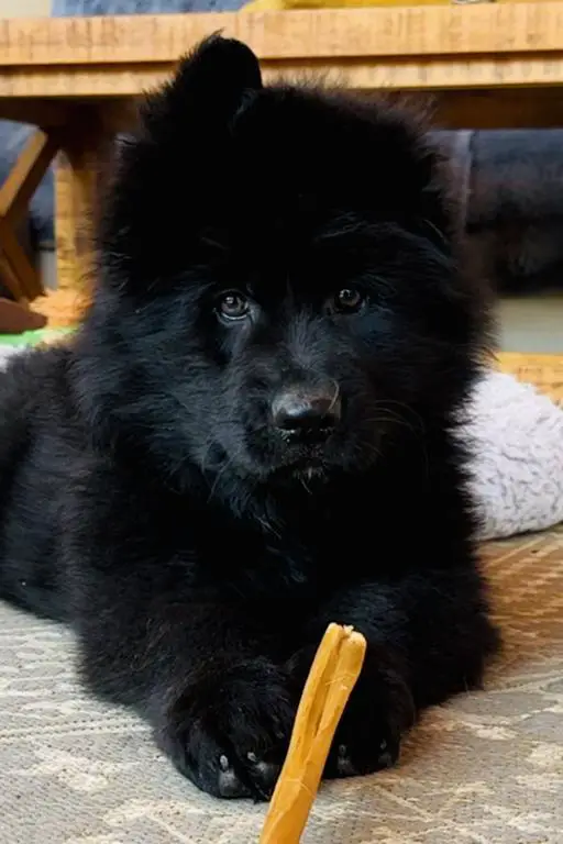 Female puppies - 10 weeks old