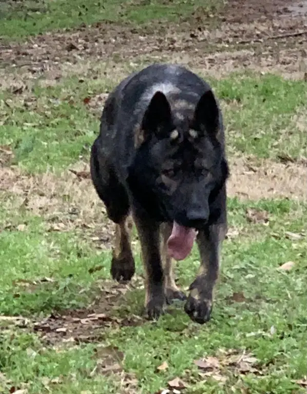 Striking Czech Male
