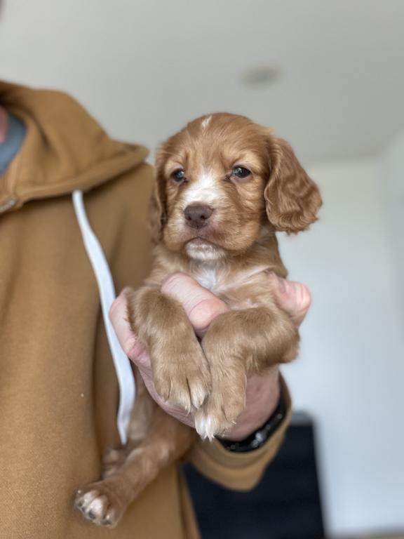UK IMPORT PUP - FIREBALL - WORKING ECS