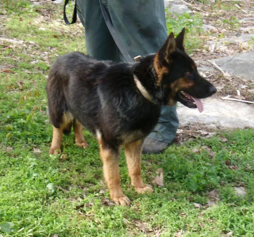 GORGEOUS WORKING LINE FEMALE