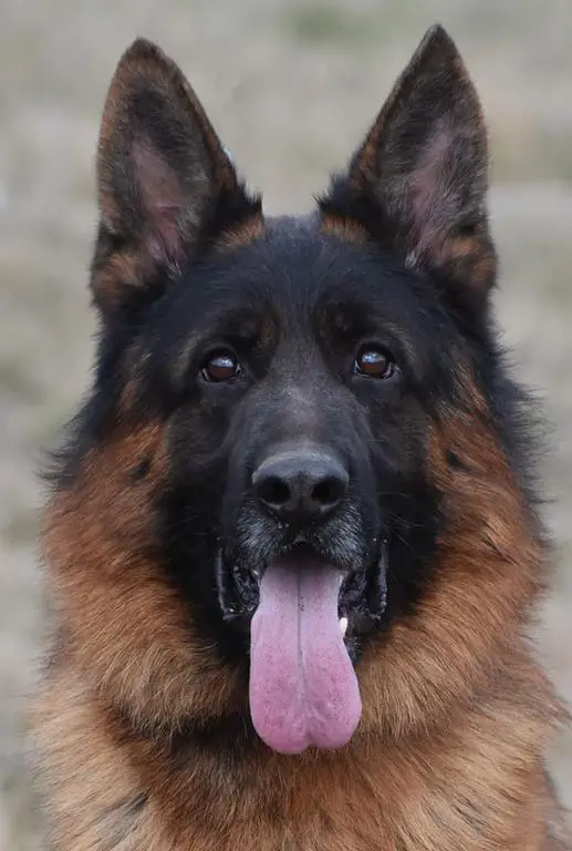 Import parents super bloodlines West Showline Shep