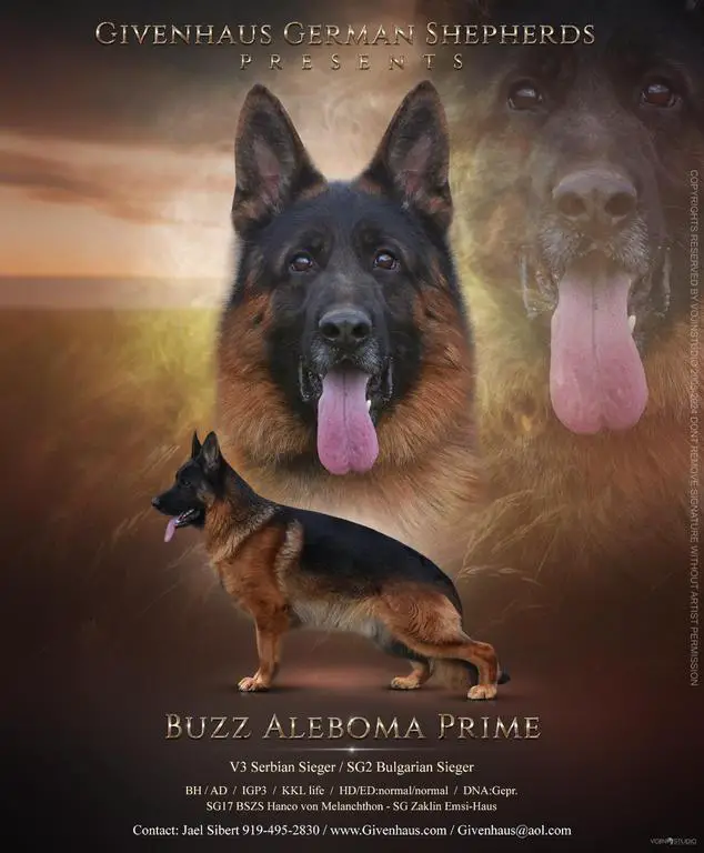Stud: V1 Buzz Aleboma Prime, IGP3, KKL1 lifetime,