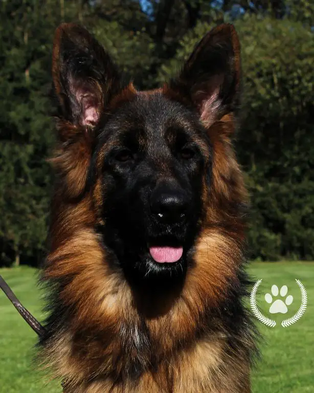 Long haired female 14 months old
