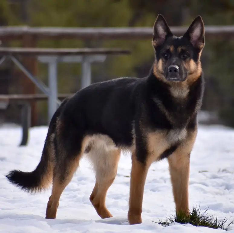 East German DDR Stud for Sale