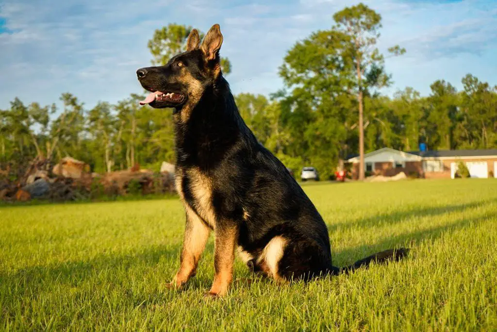 6 month old DDR Male
