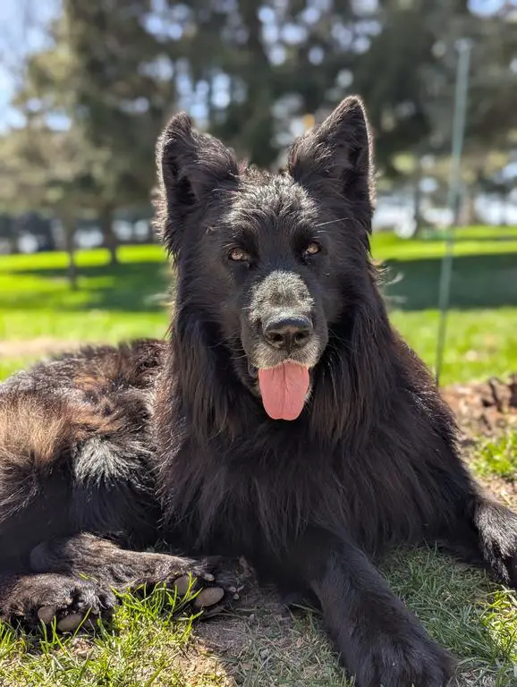 Long Haired Solid Black WGSL Male