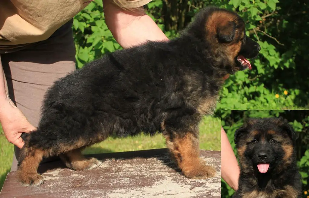 VA Zet daughter - longhaired for sale