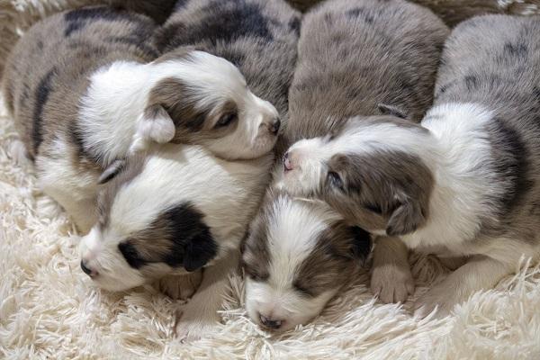 Border collie-Border collie, puppies