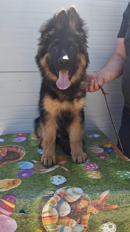 Puppies available