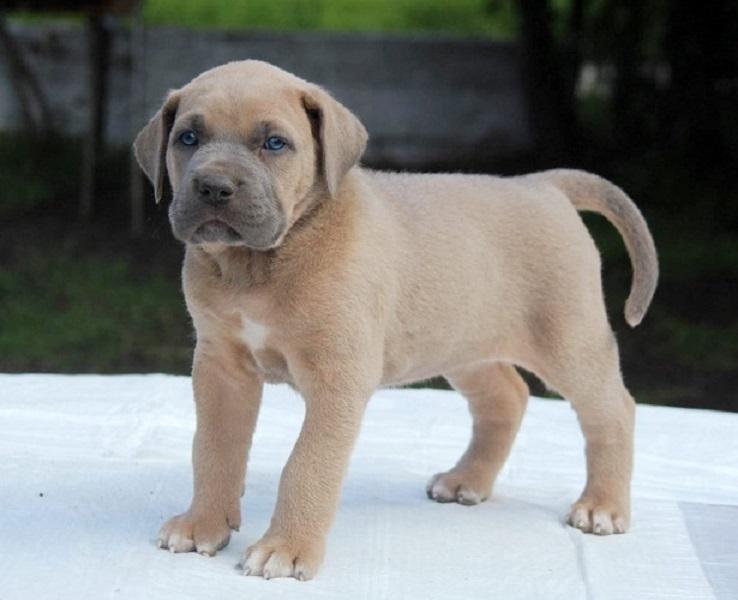 Cane Corso puppies