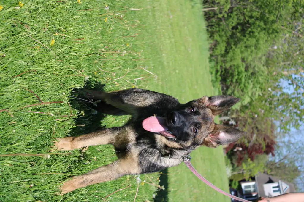 Female Available 5 Months Old DM Clear