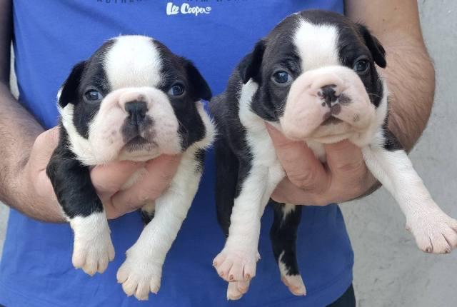 Boston terrier puppies
