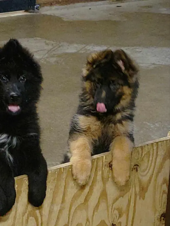 Red/Black Longcoat Male Puppy for Sale