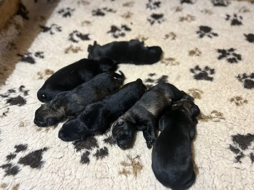 top working line puppies