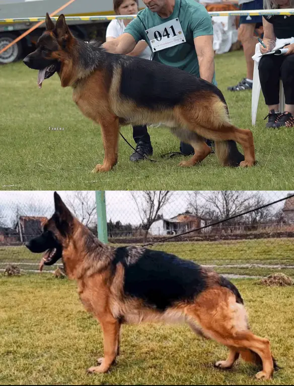 SG6 BSZS 2024 Amigo Splitberg Puppies
