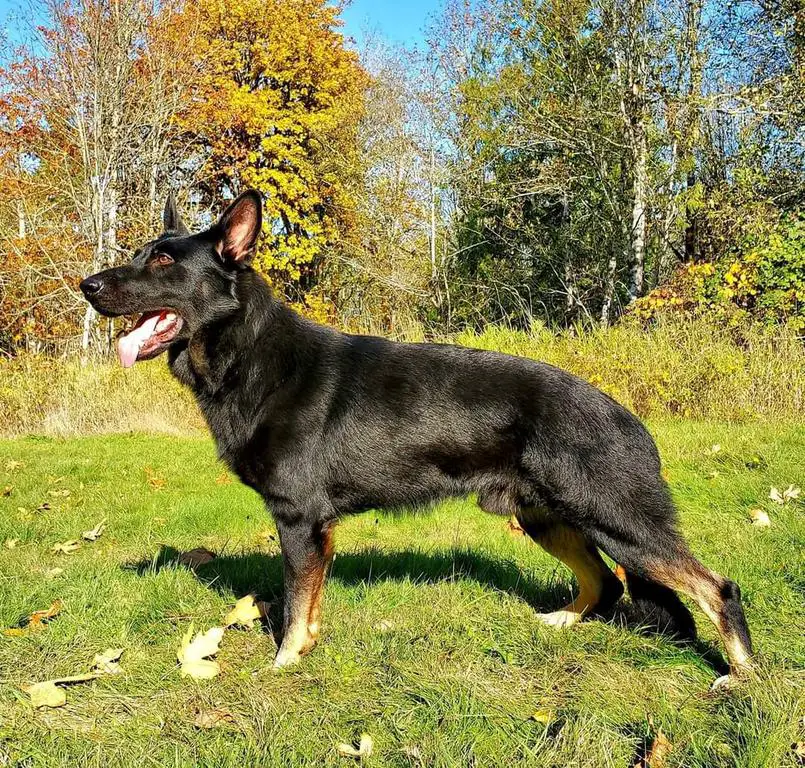 Czech German Shepherd At Stud