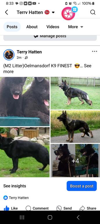 100% SOLID BLACK DDR BLUTLINES PUPS