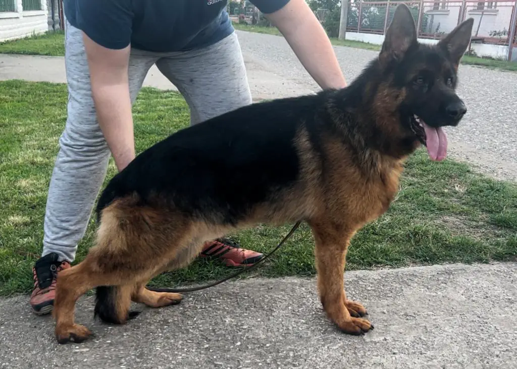 VA Xsari son for sale