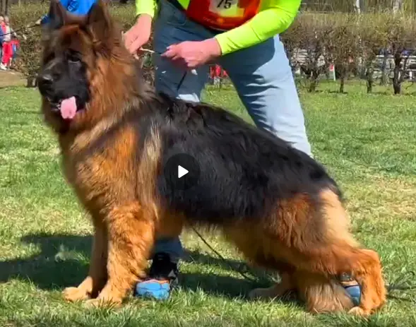 TOP Longhaired young male