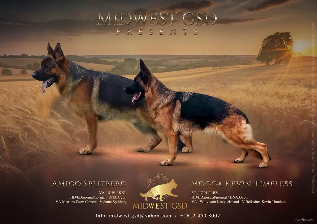 SG6 BSZS 2024 Amigo Splitberg Puppies