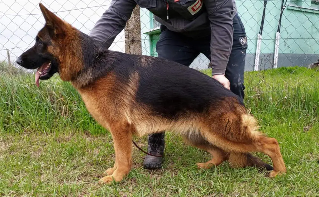 VA1 Mio vom Team Huhnegrab daughter for sale