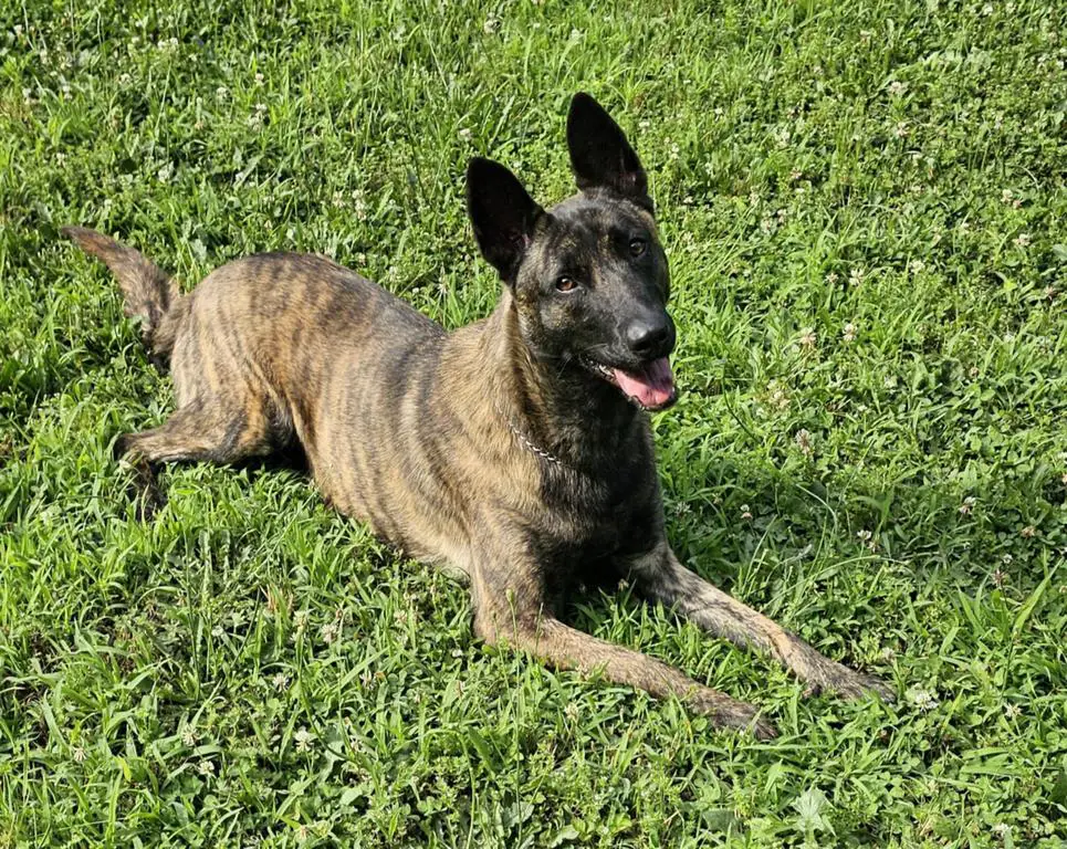 Dutch shepherd female