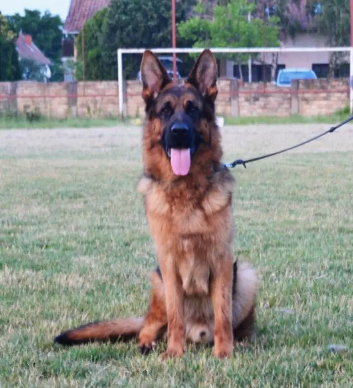 A nice dog for the family.