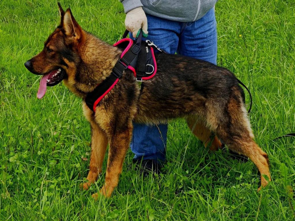 Young sable DDR female is available