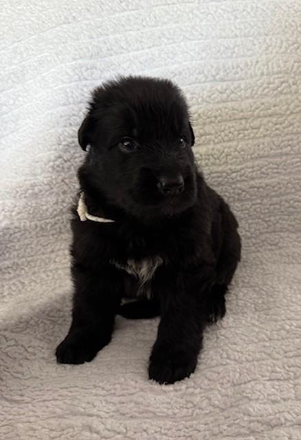 German Shepherd Puppies – Top Working & Showline