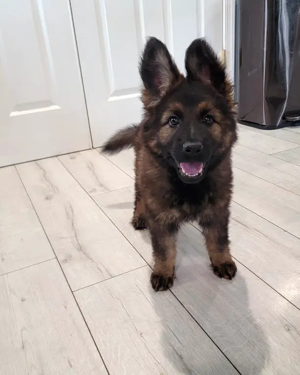 Ddr/czech black sable female puppy