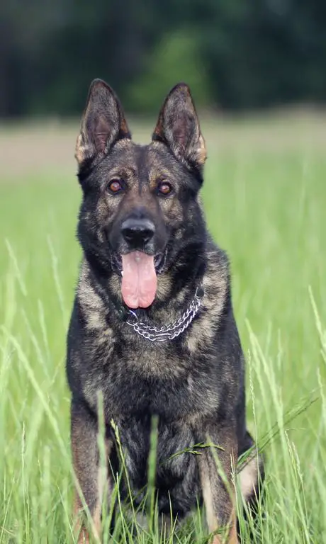 CZECH BRED IMPORTED BLOODLINES
