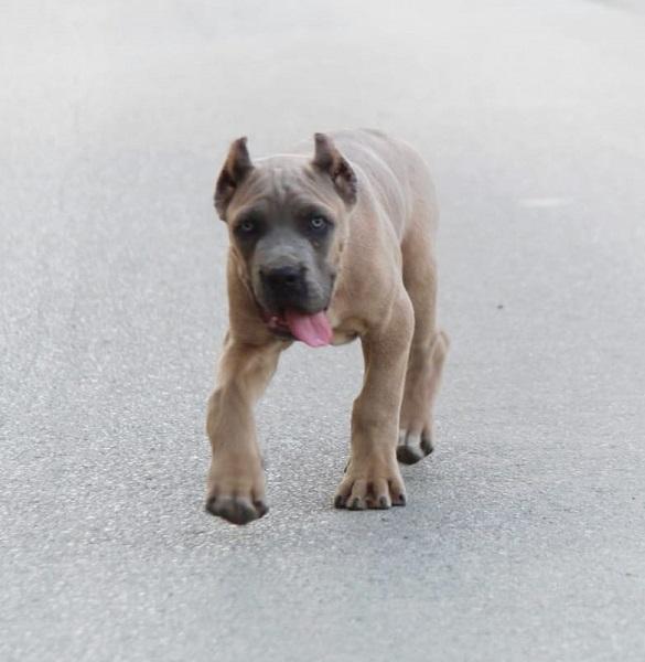 Cane Corso puppies for sale