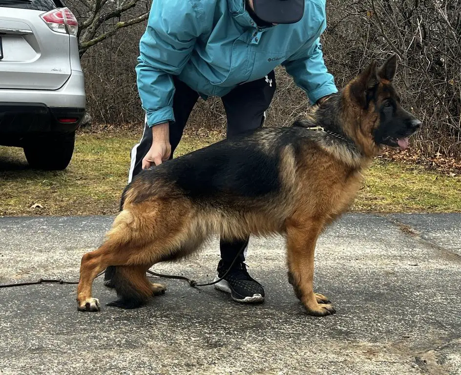 Excellent German Shepherd Female for Sale