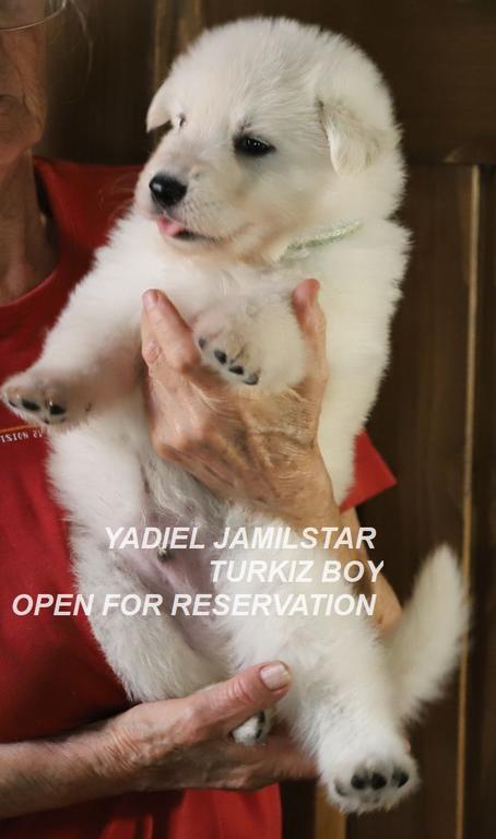 YADIEL JAMILSTAR - Y LITTER -TÜRKIZ BOY
