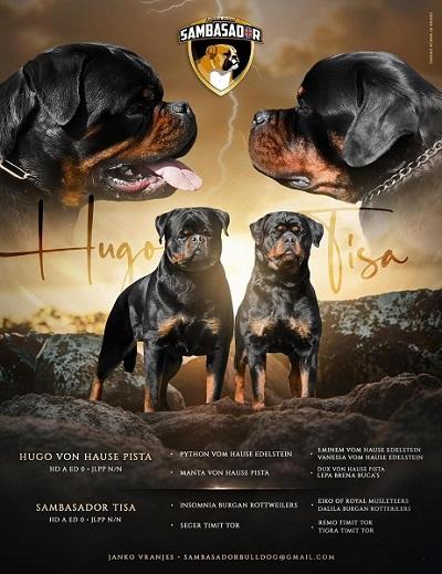 Top litter of ROTTWEILER