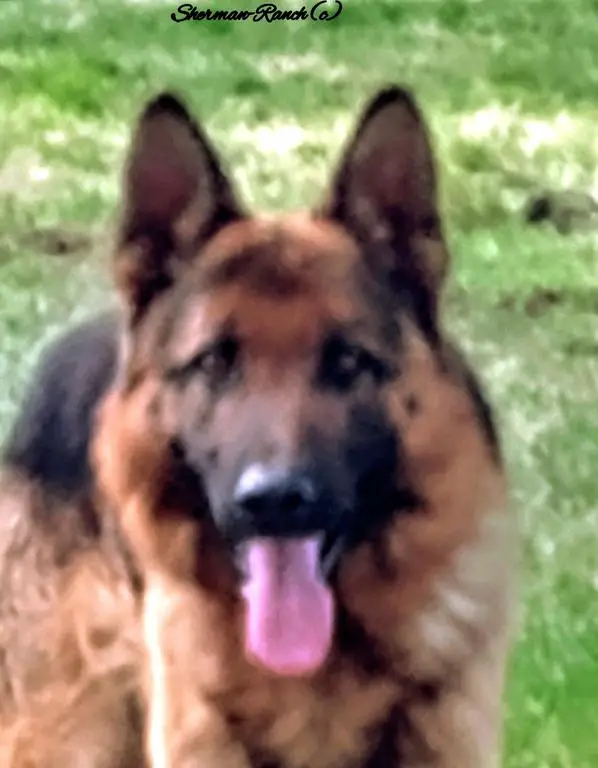 German Shepherd Male