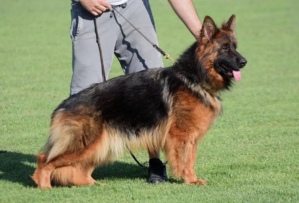 Longhair female soon in heat
