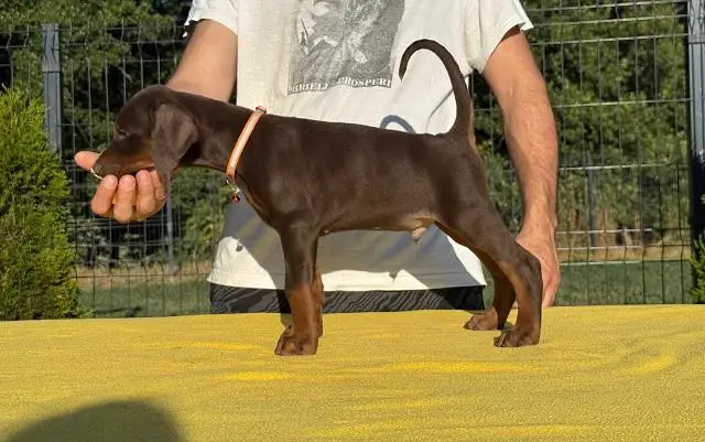 Doberman