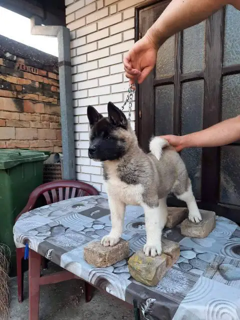 American Akita, female puppy