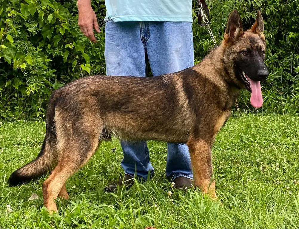 7 Month Old Sable Male For Sale