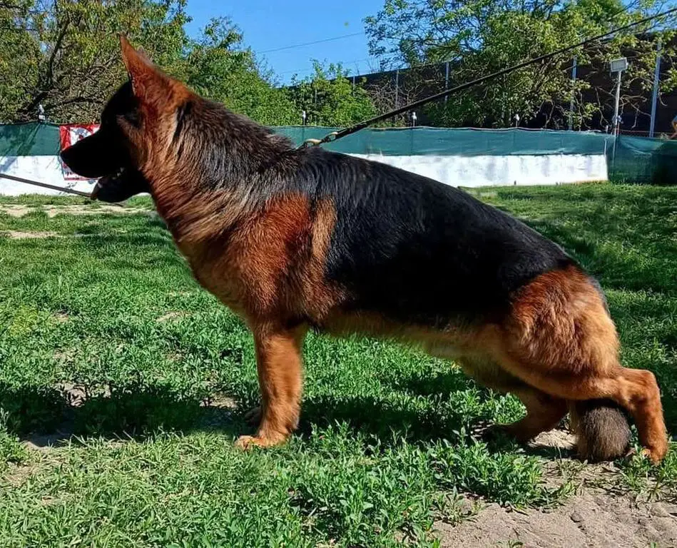 Male for sale