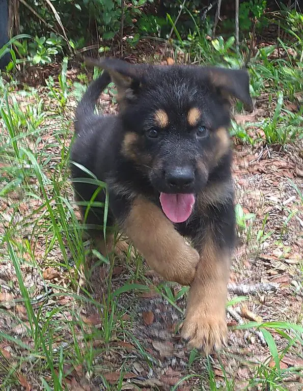 GSD 100% DDR Male Pups